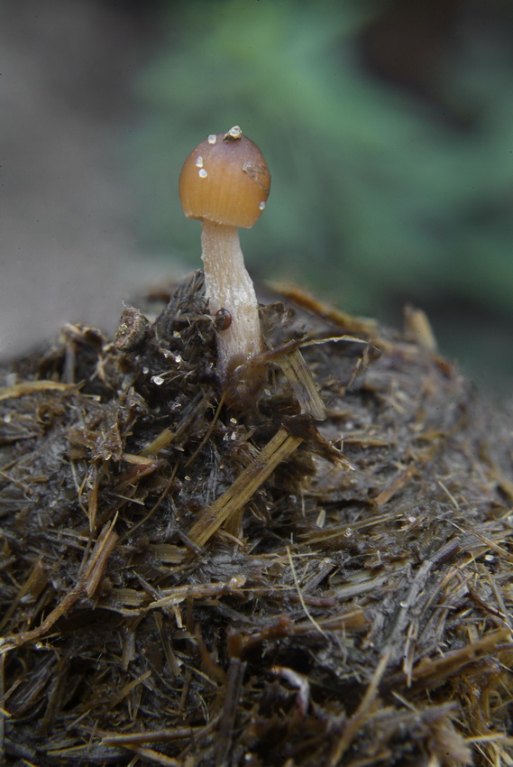 Paardenmestfranjehoed - Psathyrella saponacea